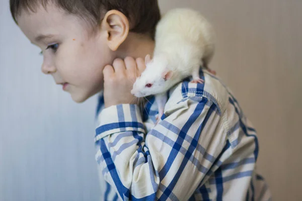 Rat Blanc Sur Épaule Petit Garçon Chemise Carreaux — Photo