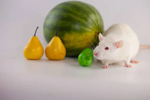 Rata Con Fruta Sobre Fondo Blanco —  Fotos de Stock