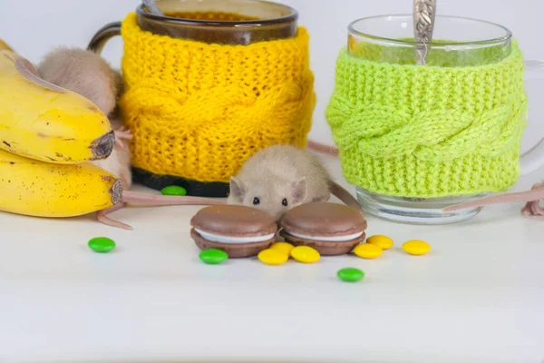 Rat Sur Table Avec Nourriture Biscuits Chocolat — Photo