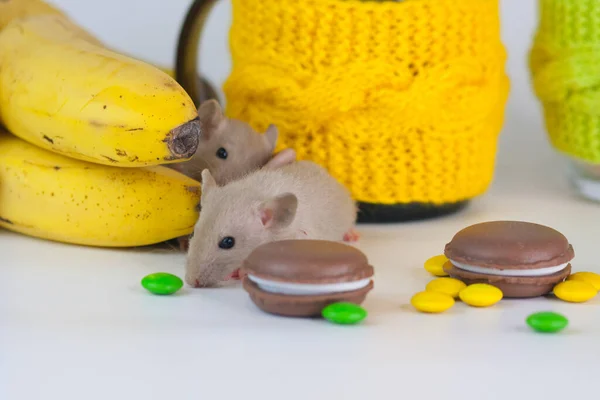 Topo Sul Tavolo Con Del Cibo Biscotti Cioccolato — Foto Stock