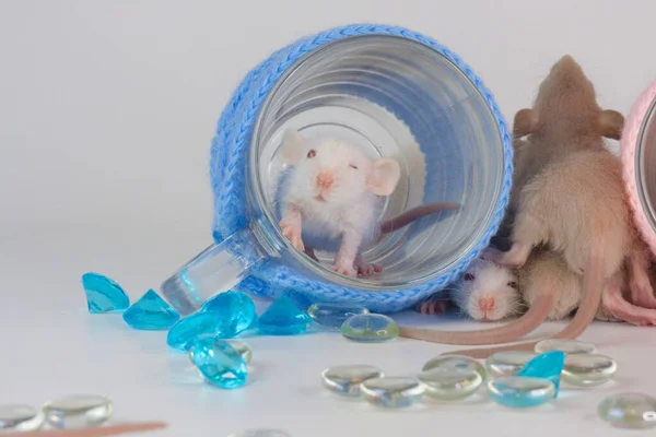 Vit Råtta Mugg För Råttfestvit Råtta Mugg För Råtttebjudning — Stockfoto
