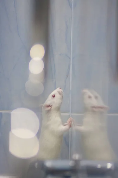 蓝色瓷砖浴室里的白鼠 — 图库照片