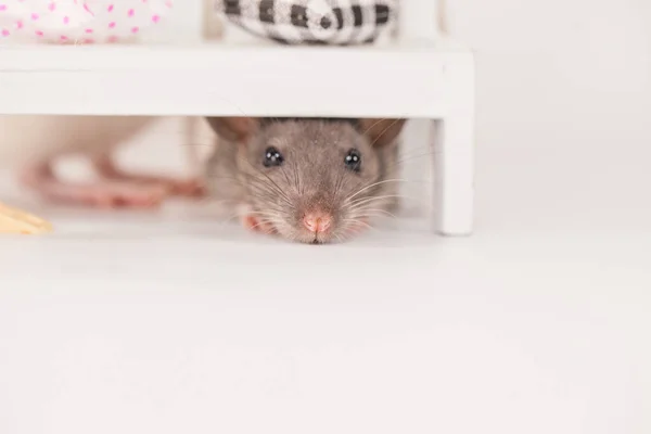 Koncepcja Samoizolacji Mała Myszka Chowa Się Pod Białą Ławką — Zdjęcie stockowe