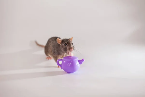 Graue Ratte Mit Einer Violetten Teekanne Auf Weißem Hintergrund — Stockfoto