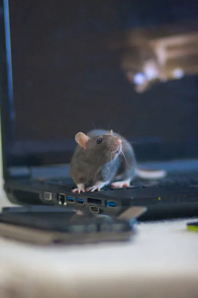 Rat Hacker Een Computer Toetsenbord — Stockfoto