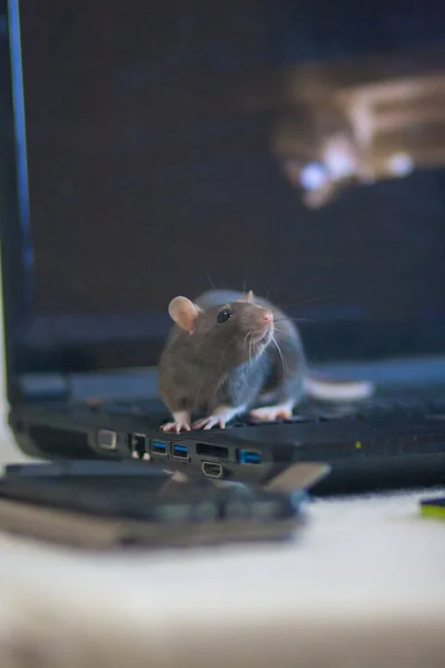 Rata Hacker Teclado Ordenador — Foto de Stock