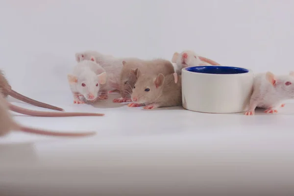 Familia Ratas Sobre Fondo Blanco Con Placa Cerámica — Foto de Stock