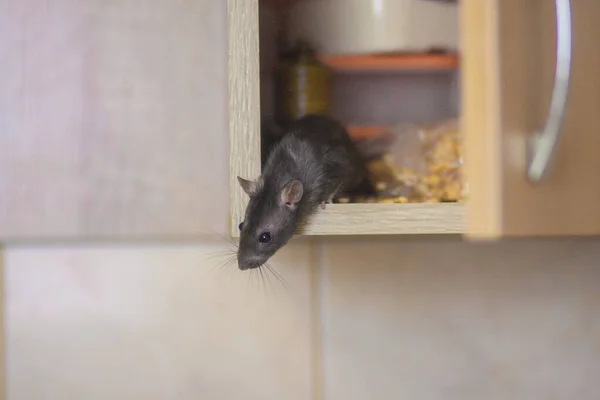 Rato Cinzento Está Escondido Armário Roedor Praga Condições Não Sanitárias — Fotografia de Stock