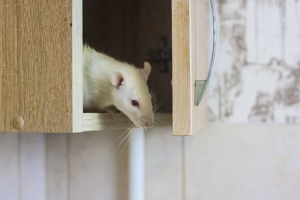 Rato Branco Está Escondido Num Armário Roedor Praga Condições Não — Fotografia de Stock