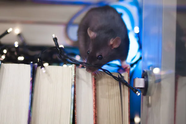 Серый Крыса Книжном Шкафу Книгами — стоковое фото