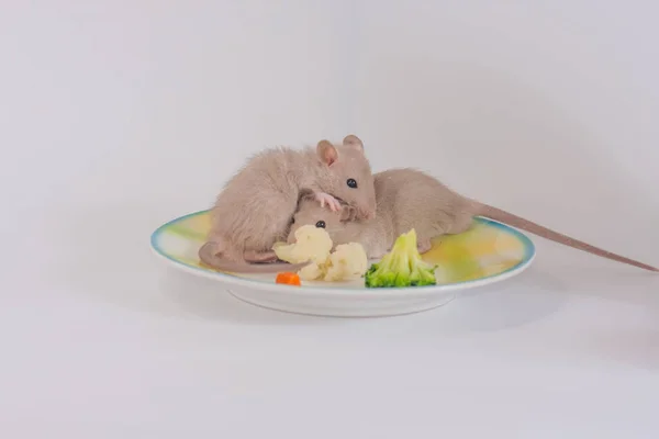 Patkányok Egy Tányéron Zöldségekkel Patkánycsalád Élelmiszeren — Stock Fotó