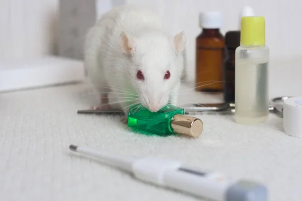 White rat on the background of medical devicesWhite rat on the background of medical devices