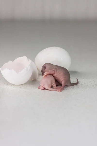 Piccoli Divertenti Topi Dormono Accanto All Uovo — Foto Stock