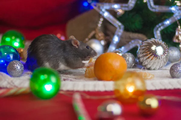 Серые Крысы Натюрморте Новый Год Цветными Игрушками — стоковое фото
