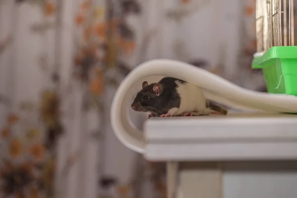 Die Ratte Versteckt Sich Auf Dem Tisch Auf Weißem Hintergrund — Stockfoto