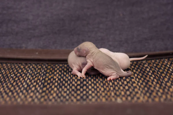 Rodinný Koncept Baby Rats Together — Stock fotografie