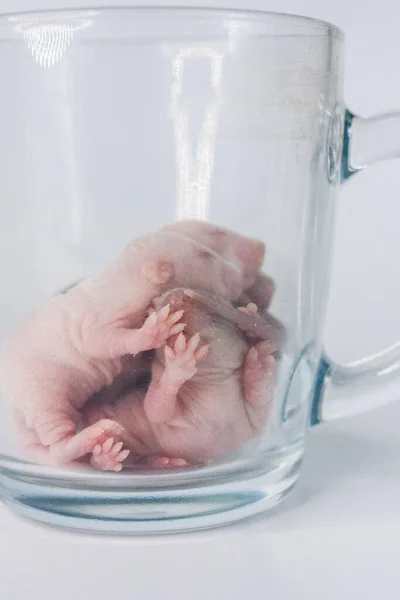 Familia Ratas Una Taza Vidrio —  Fotos de Stock