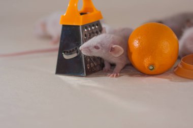 Hafif arka planda şirin bir fare. Küçük ve sevimli fare