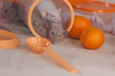 Hafif arka planda şirin bir fare. Küçük ve sevimli fare