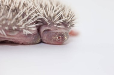 Hafif arka planda şirin bir kirpi. beyaz arkaplan