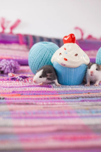 Rats Delicious Cakes Rats Purple Background — Stock Photo, Image