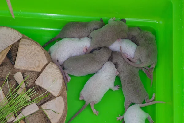 Οικογένεια Αρουραίων Μαζί Μικρά Ποντίκια Μαζί Όλη Την Οικογένεια — Φωτογραφία Αρχείου