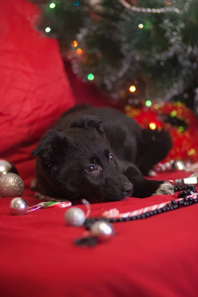 Der Hund Ist Schwarz Unter Den Silvesterspielzeugen Ferienhund — Stockfoto
