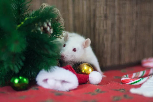 Weiße Ratte Unter Dem Weihnachtsbaumzweig — Stockfoto