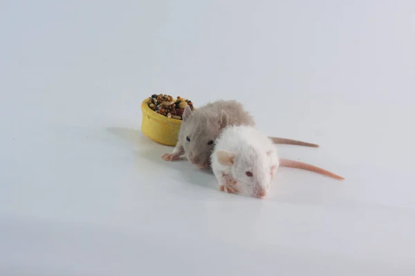 Jasny Szczur Białym Tle — Zdjęcie stockowe
