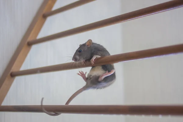 Rato Está Subir Escadas — Fotografia de Stock