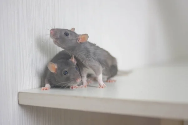 Família Ratos Dois Ratos Cinzentos Juntos — Fotografia de Stock
