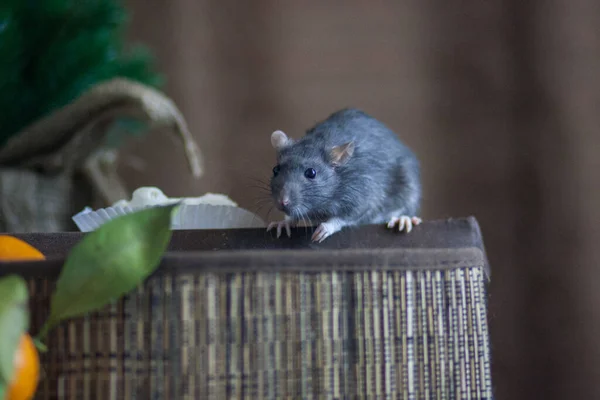 Ratten Doos Nimble Snelle Muis Een Doos — Stockfoto