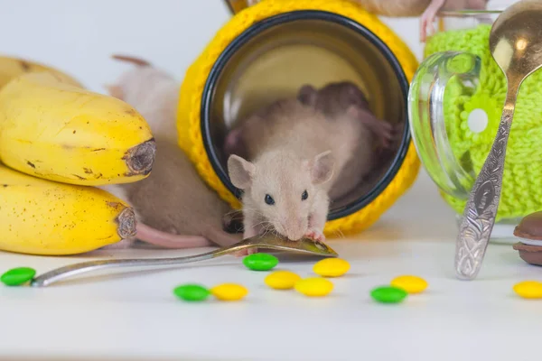 Råttan Lådan Mjuk Och Snabb Mus Låda — Stockfoto