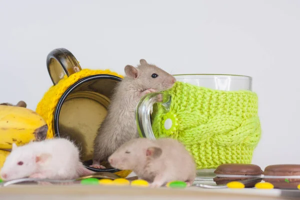 Rat Met Een Glazen Mok Een Witte Achtergrond — Stockfoto