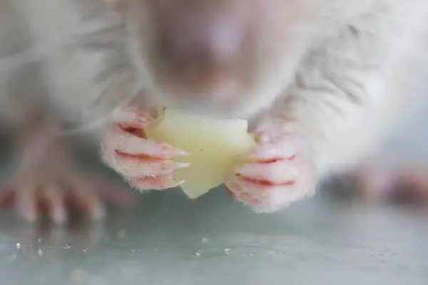 Słodki Szczur Białym Tle Szczur Pyszny Kawałek Sera Warunki Niehigieniczne — Zdjęcie stockowe