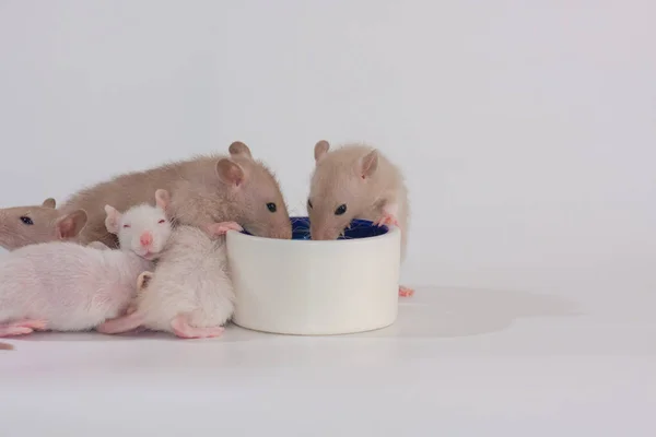 Słodki Szczur Jasnym Tle Mały Ładny Mysz — Zdjęcie stockowe