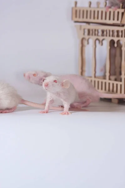 Nette Ratte Auf Hellem Hintergrund Kleine Und Süße Maus — Stockfoto