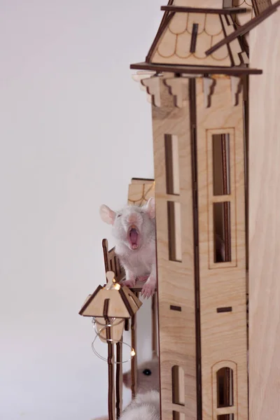 Rato Bonito Fundo Claro Pequeno Bonito Rato — Fotografia de Stock