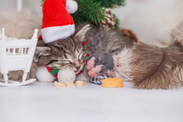 Pequeño Gatito Con Ratoncitos — Foto de Stock