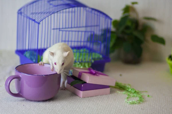 Nette Ratte Auf Hellem Hintergrund Kleine Und Süße Maus — Stockfoto