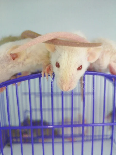 Cute Rat Light Background Little Cute Mouse — Stock Photo, Image
