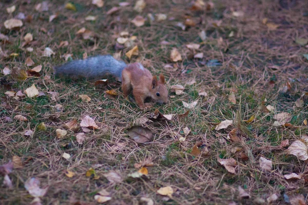 Rotes Eichhörnchen Mit Einem Flauschigen Schwanz Leckere Nüsse — Stockfoto