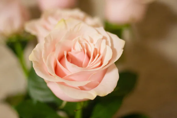 Light rose with beige petals