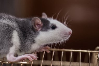 Salgın İzolasyon Konsepti. Fare kafesinin çatısında..