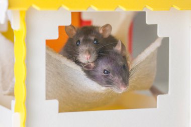 İzolasyon bunu kendi başına yap. Coveid-19 salgın önleme önlemleri. Evde fare, barınakta fare.