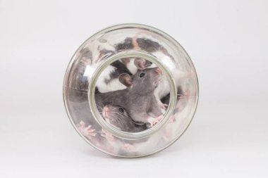 İzolasyon bunu kendi başına yap. Coveid-19 salgın önleme önlemleri. Beyaz arka planda mor kafesteki fareler