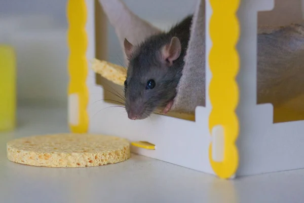 Izolacja Robi Sama Środki Zapobiegania Pandemii Coveid Szczur Domu Mysz — Zdjęcie stockowe