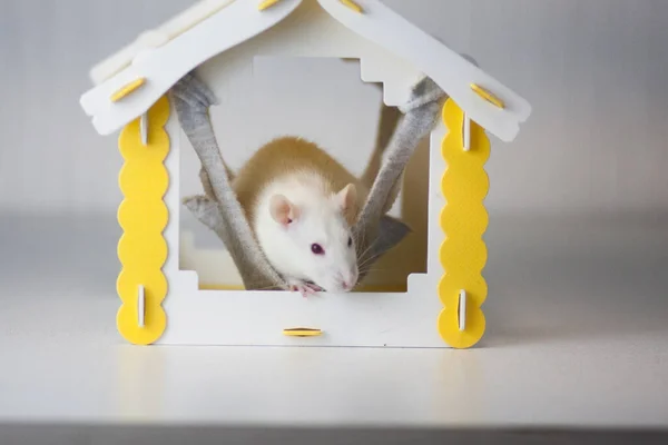 Isolering Gör Det Själv Koncept Förebyggande Pandemier Coveid Råtta Huset — Stockfoto