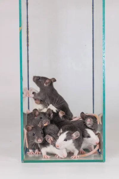 Isolatie Doet Het Zelf Concept Coveid Pandemische Preventiemaatregelen Ratten Familie — Stockfoto