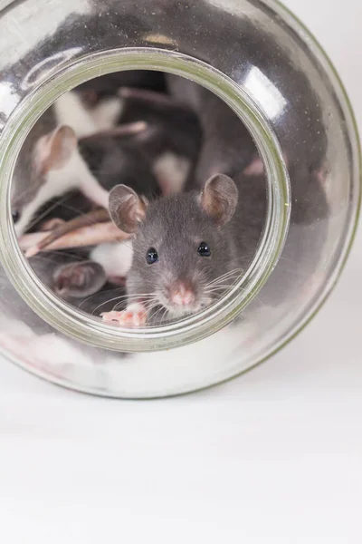 Isolation Yourself Concept Coveid Pandemic Prevention Measures Rats Glass Jar — Stock Photo, Image